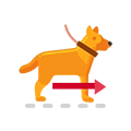 Tu perro lo usa al toque